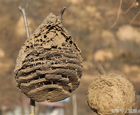 土蜂窝风水